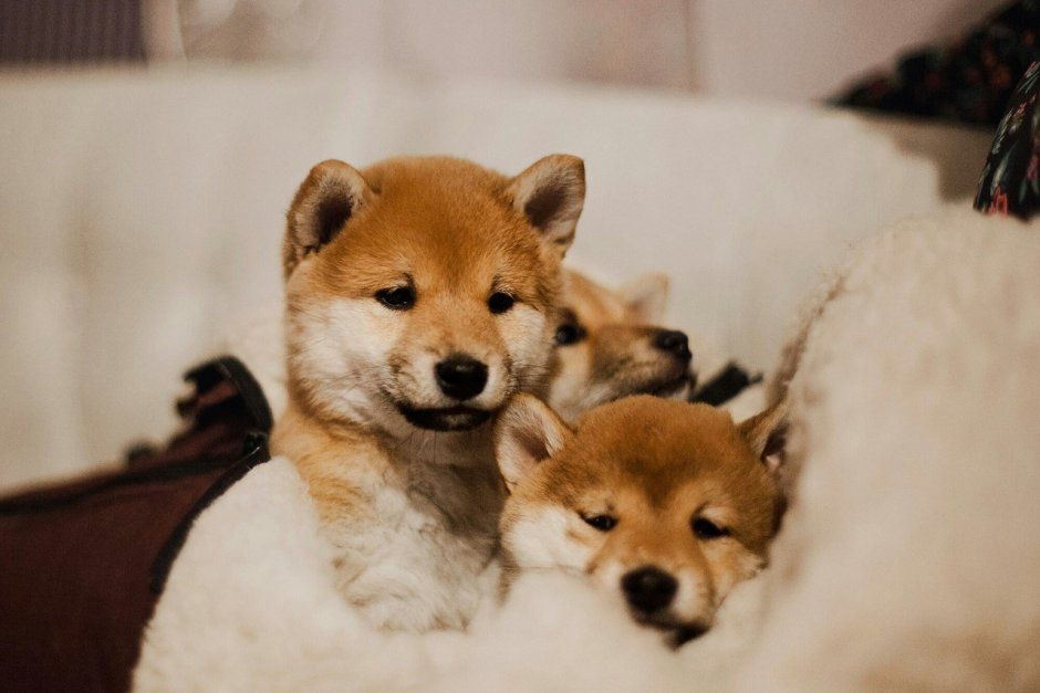 Шиба ину щенки