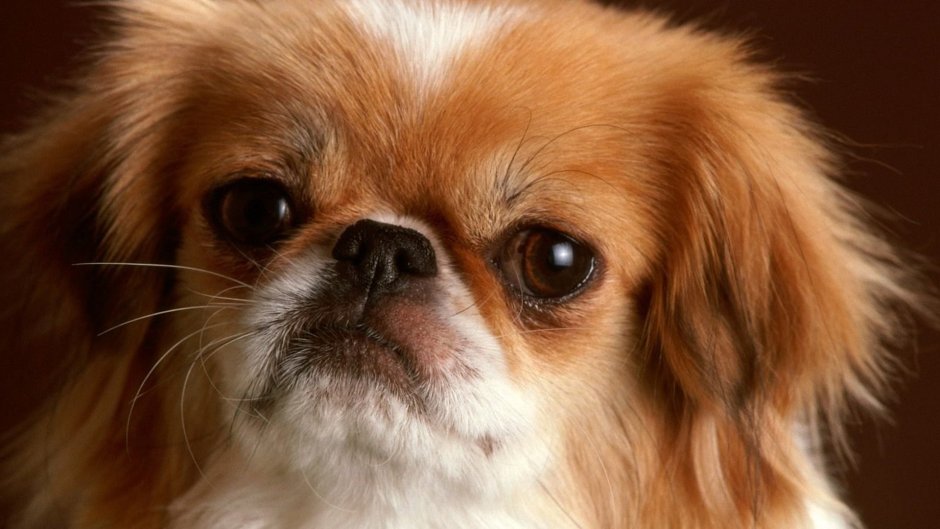 Японский Хин рыжий