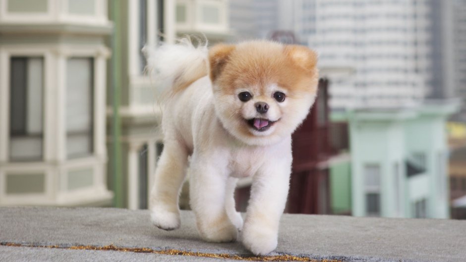 Померанский шпиц