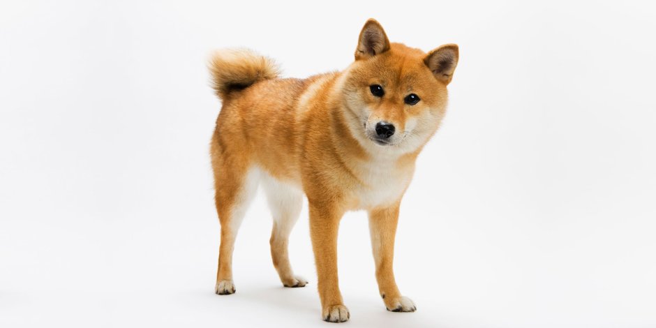Акита ину на белом фоне