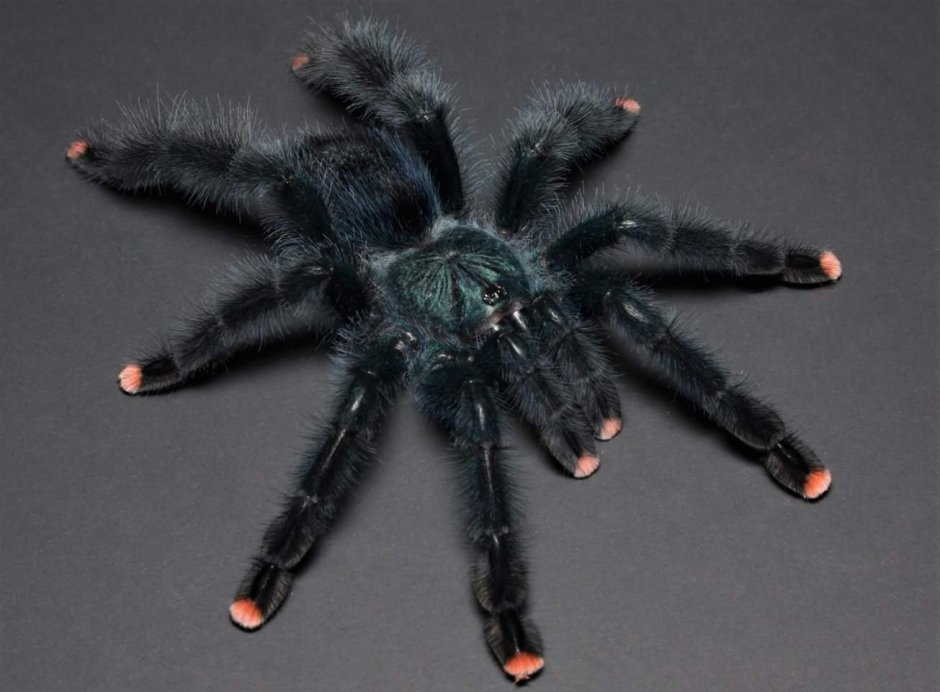Heteroscodra maculata l2