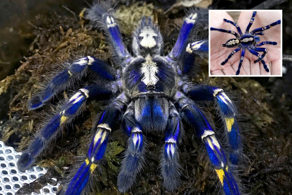 Avicularia purpurea