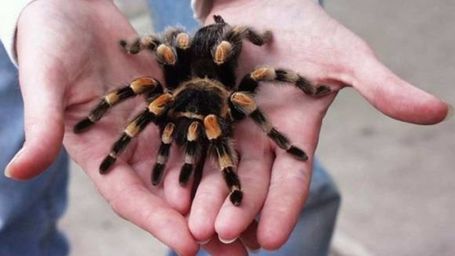 Паук-птицеед Poecilotheria tigrinawesseli