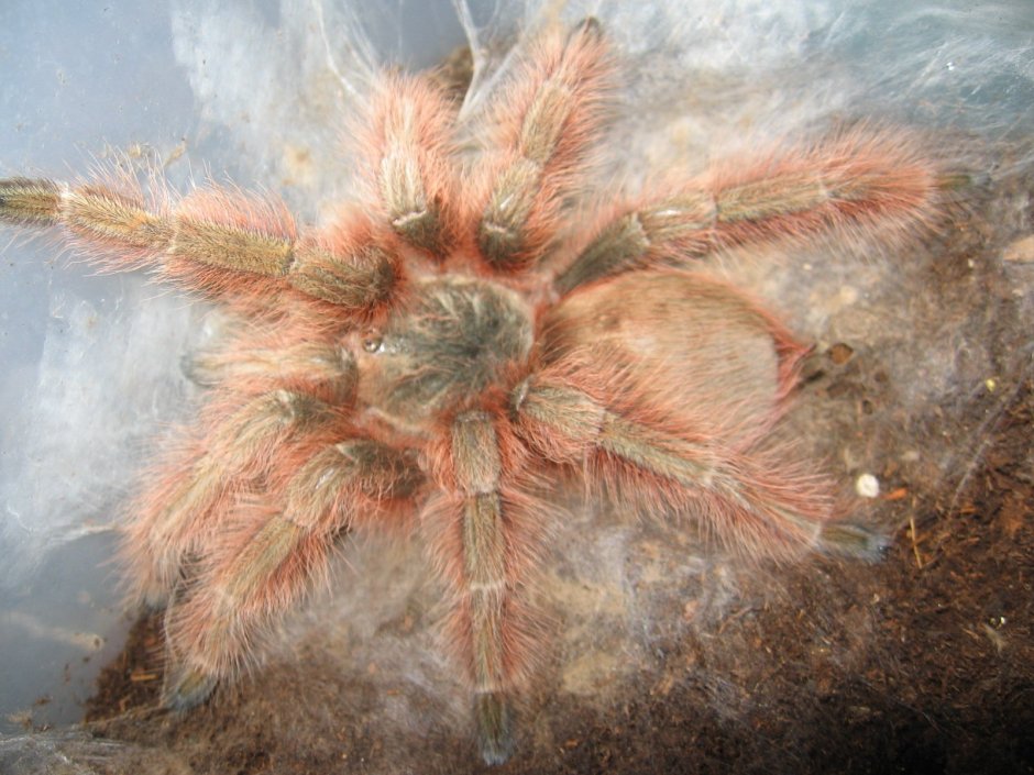 Nhandu Tripepi