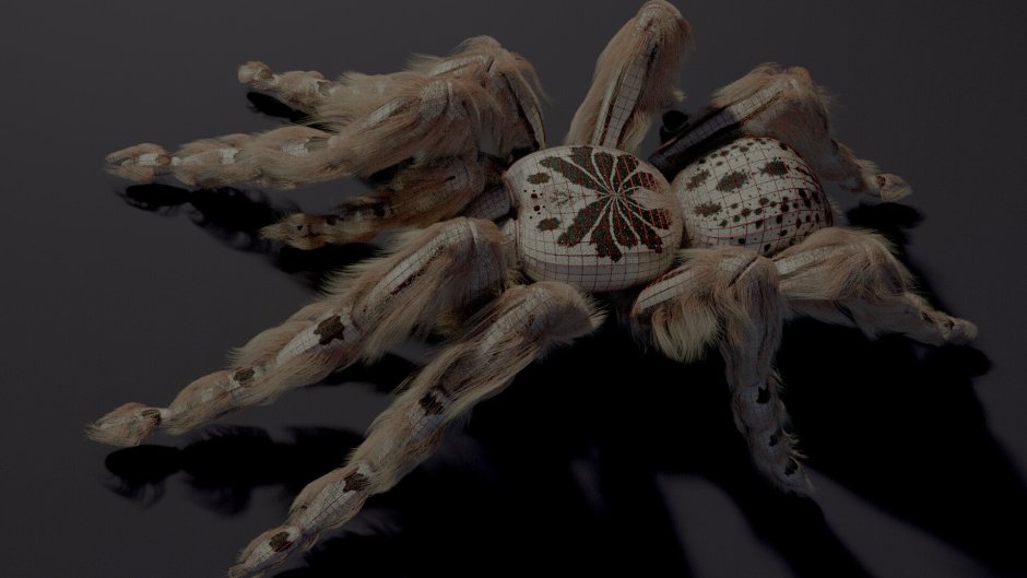 Паук птицеед Poecilotheria Metallica