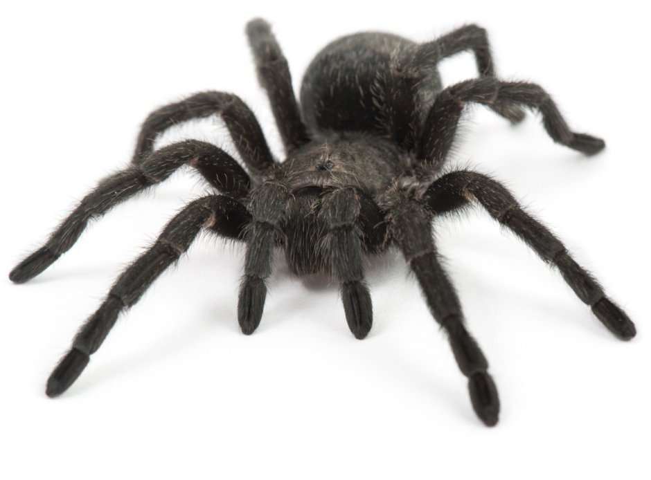 Паук Avicularia purpurea