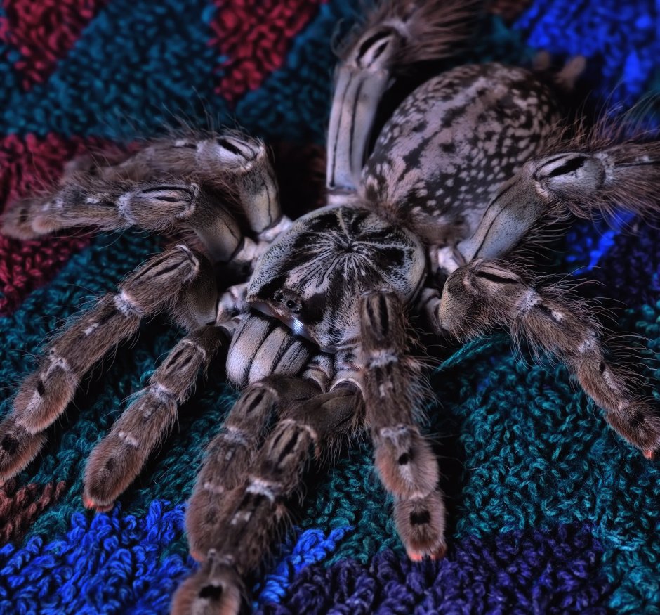 Синий птицеед Poecilotheria Metallica