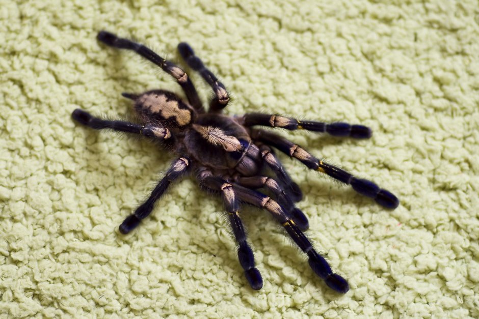 Тарантул Heteroscodra maculata