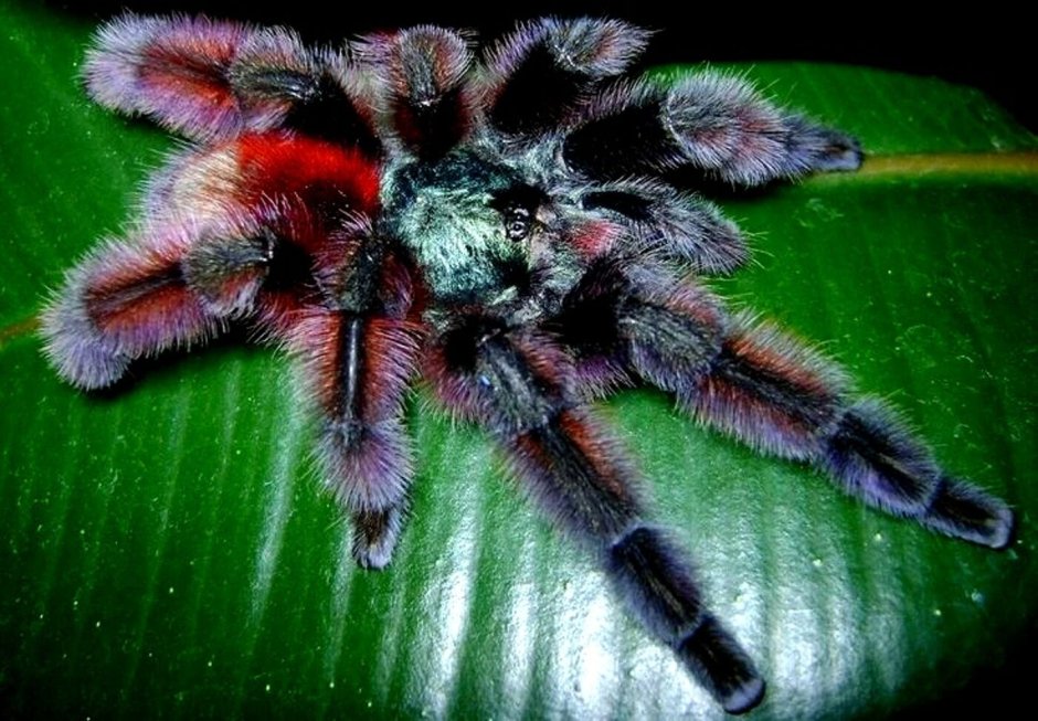Тарантул Heteroscodra maculata