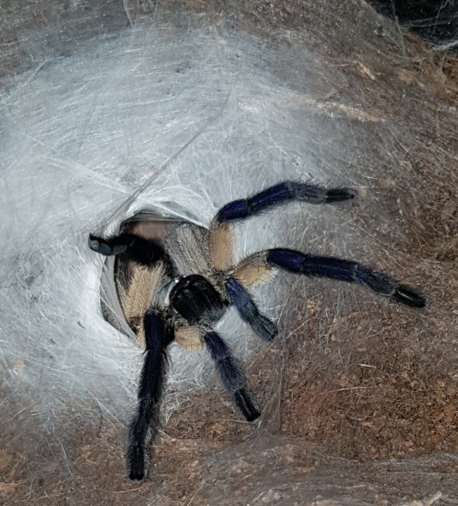 Паук птицеед Avicularia versicolor
