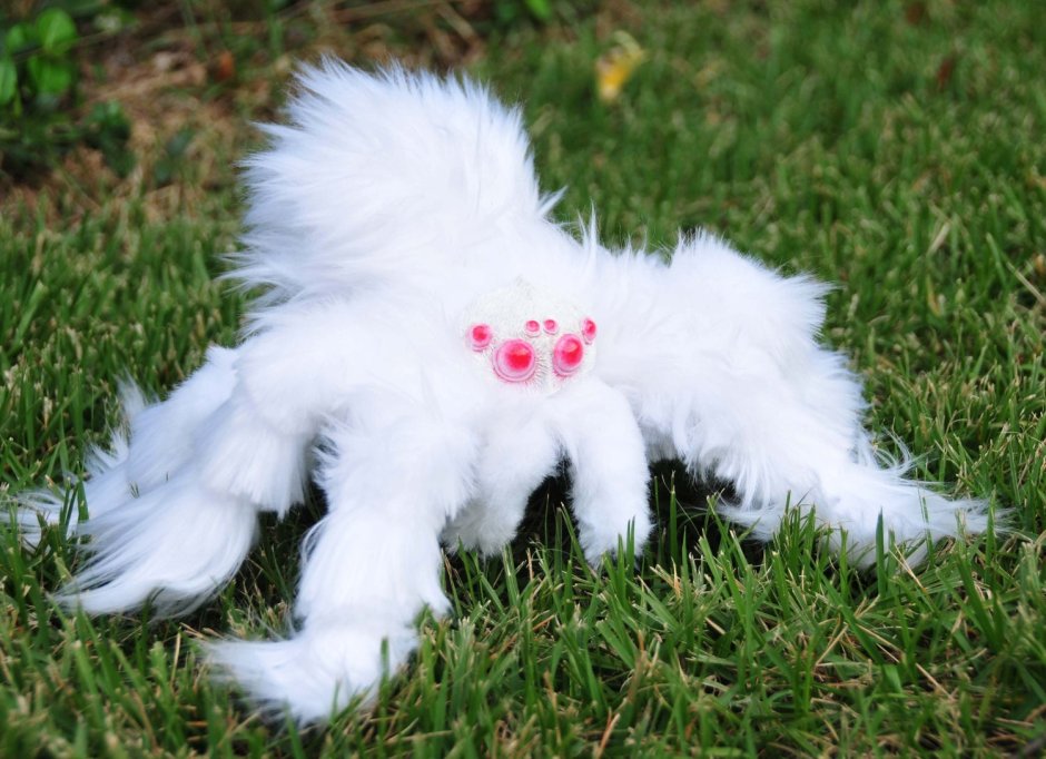 Паук птицеед Avicularia versicolor