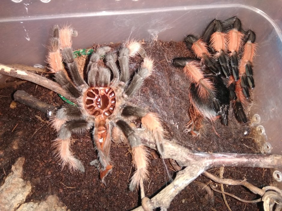 Паук птицеед Avicularia versicolor