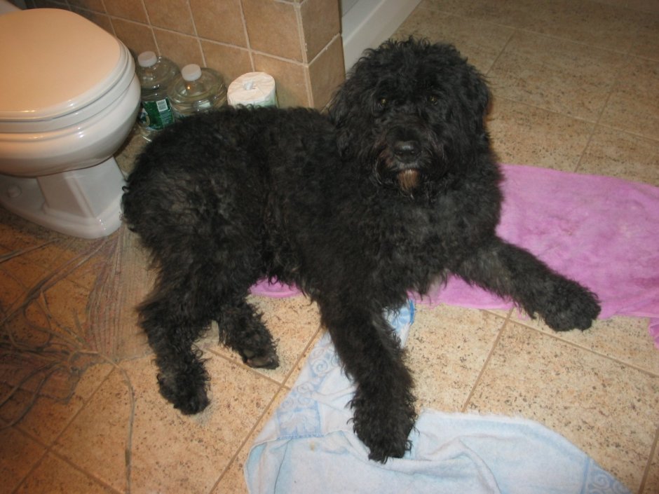 Тибетский терьер кудрявый серый