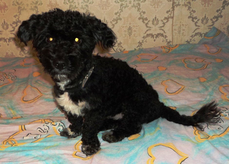 Маленькая кудрявая черная собачка порода