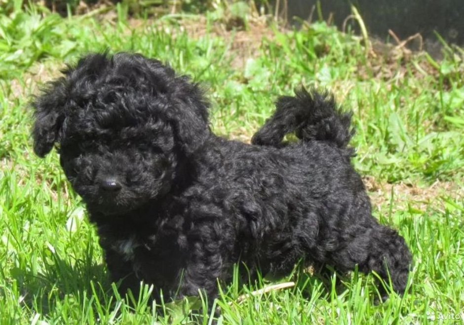 Русский черный терьер