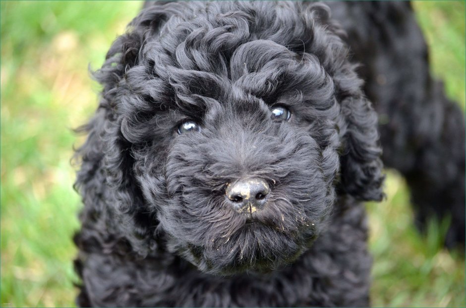 Курчавошерстный ретривер Керли