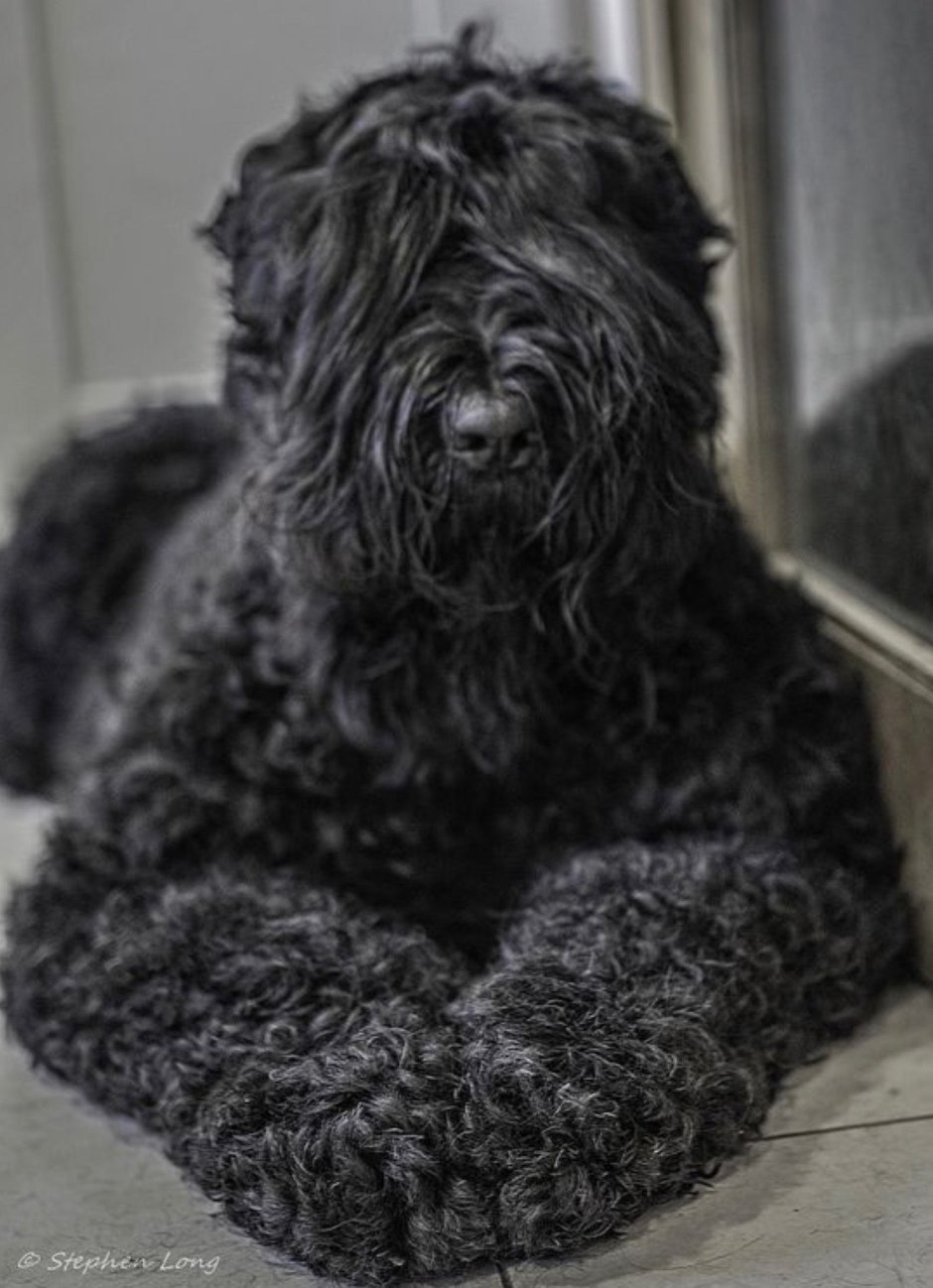 Керри Блю терьер щенки