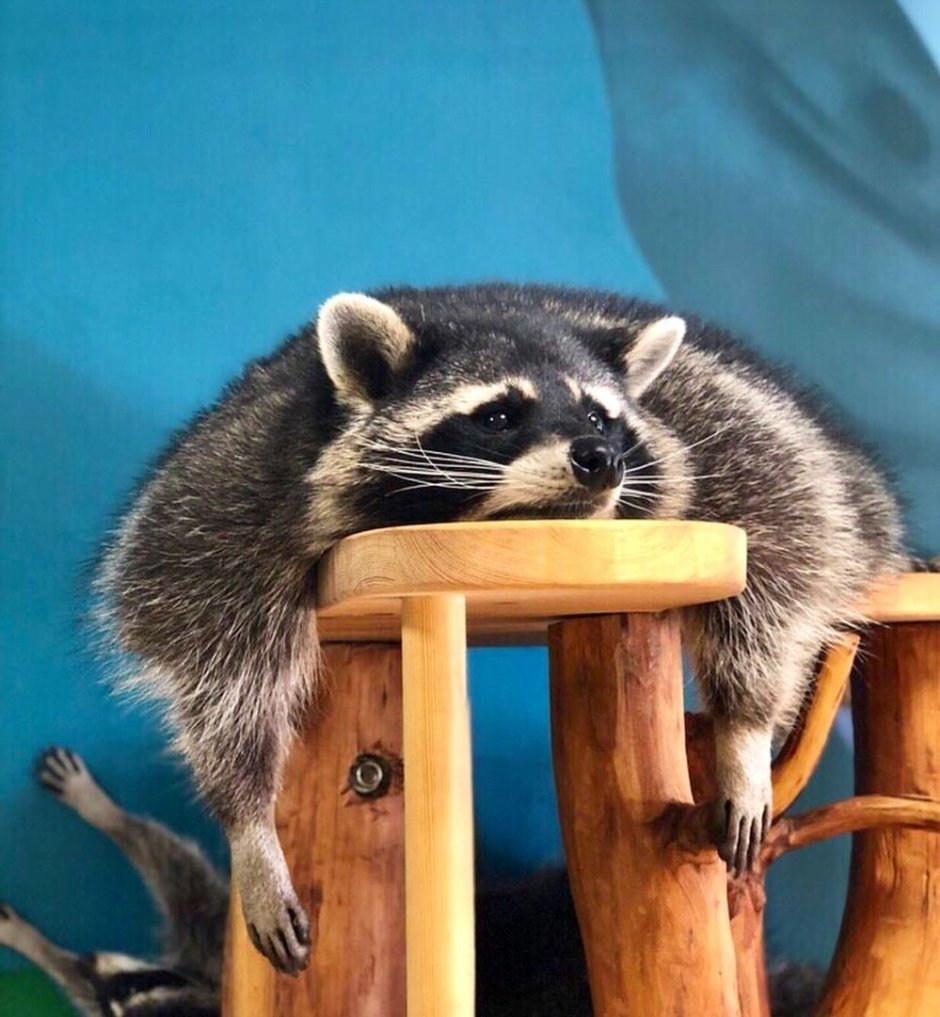 Енот полоскун домашний