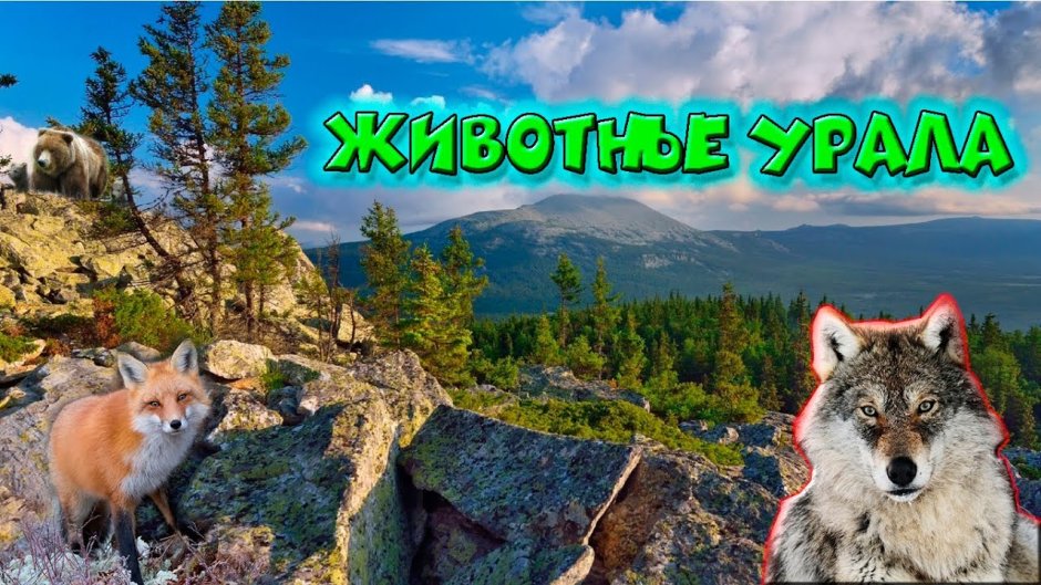 Красота животных Урала
