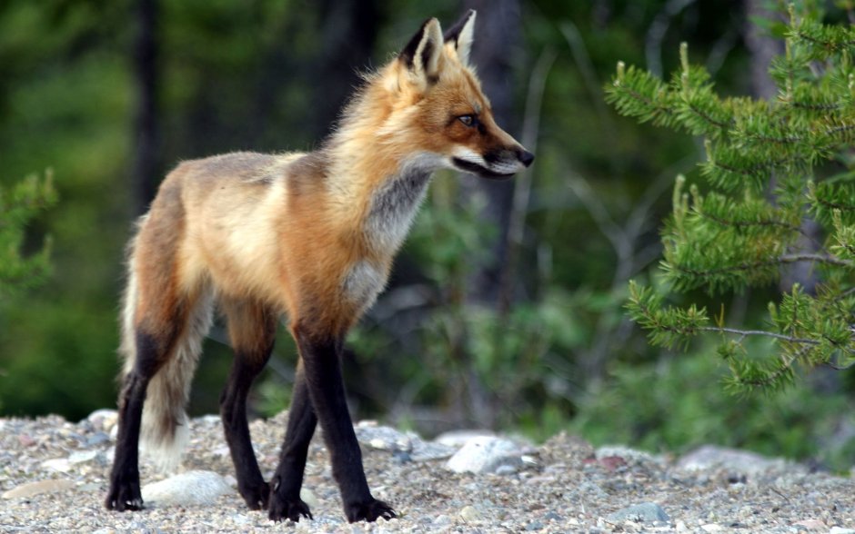 Лисица (Vulpes Vulpes)