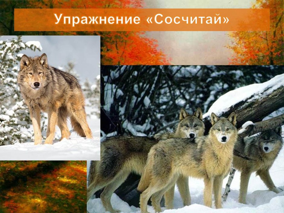 Животные Урала для дошкольников