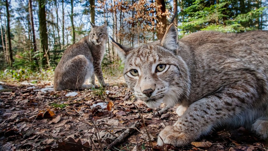 Lynx issiodorensis