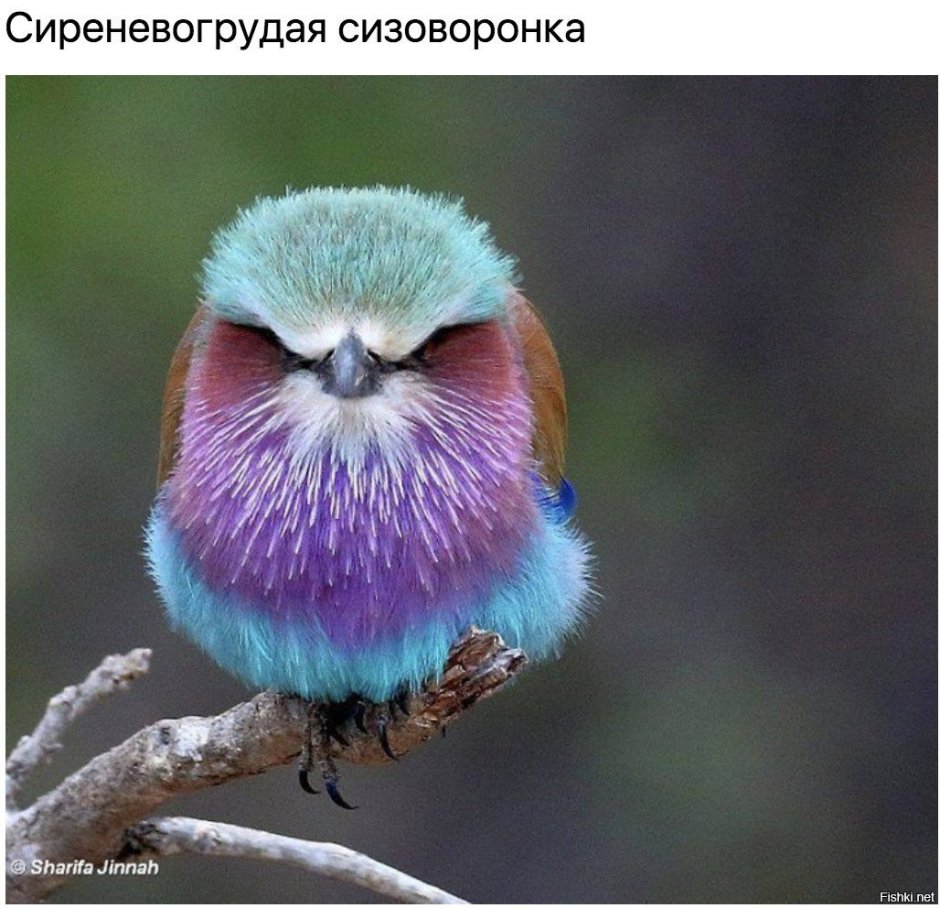Птица с голубым клювом