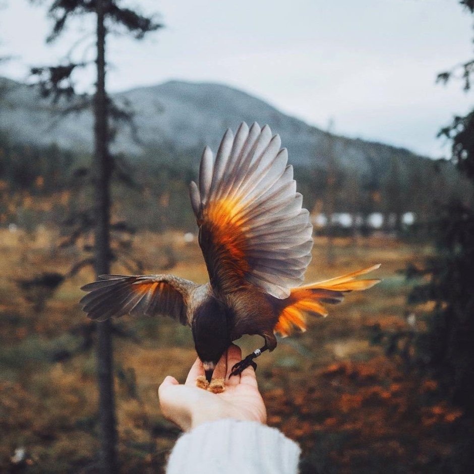 Перья экзотических птиц