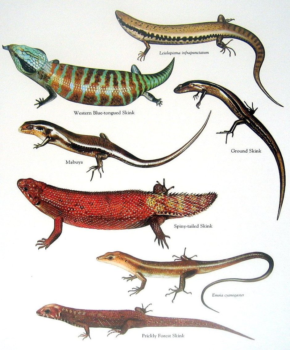 Lacerta Agilis