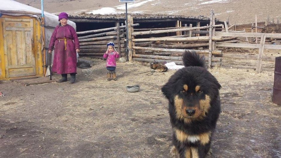 Порода банхар