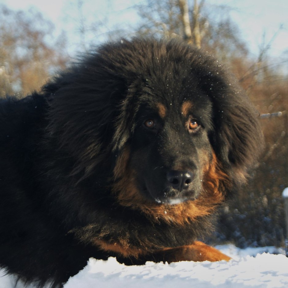 Тибетский мастиф