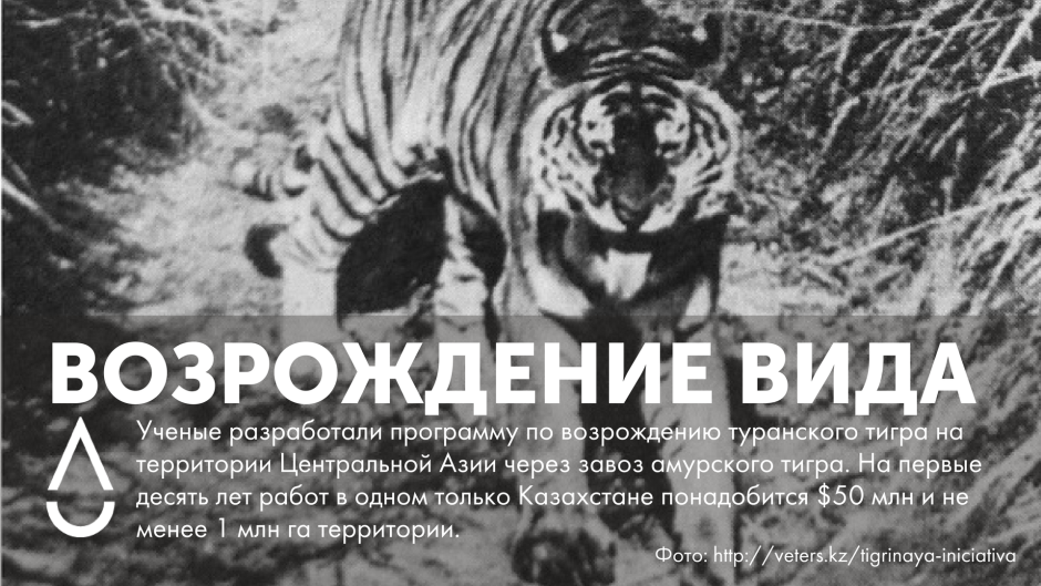 Туранский (Каспийский) тигр