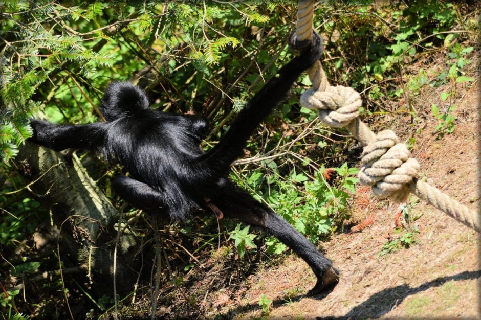 Белощёкая коата (Ateles marginatus