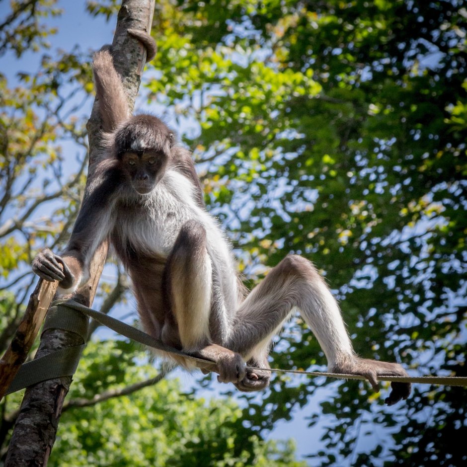 Колумбийская коата (Ateles hybridus