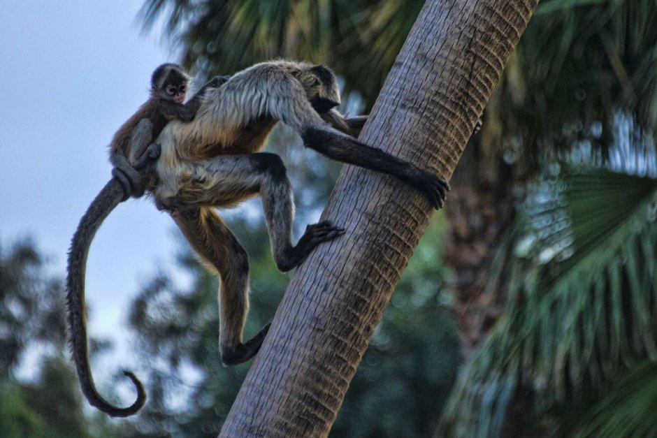 Коата Жоффруа (Ateles Geoffroy