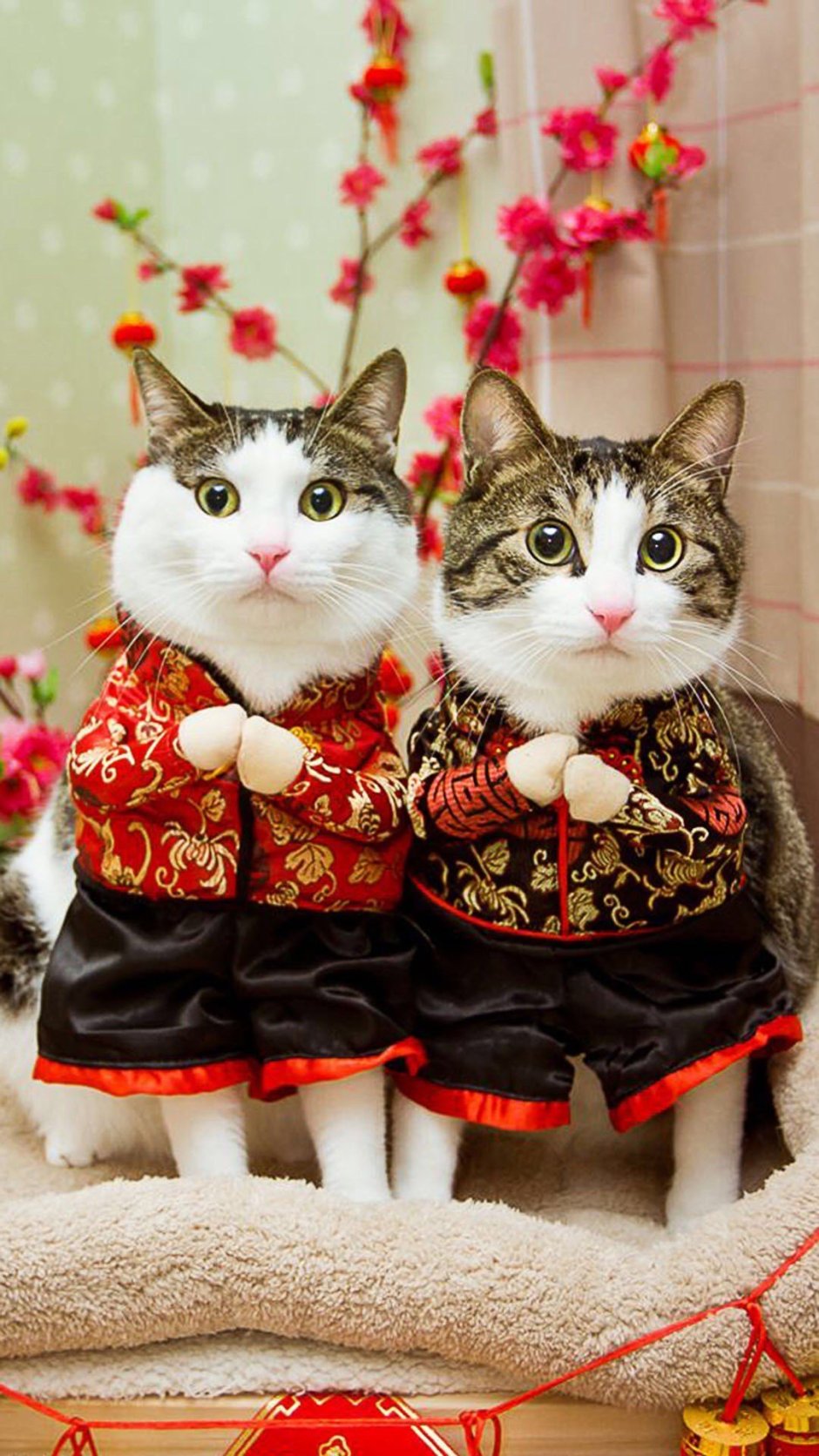 Коты китайцы