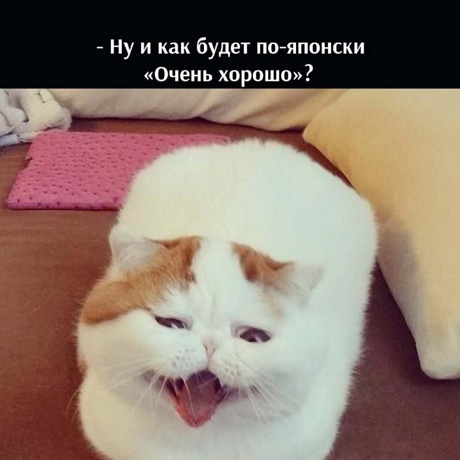 Японская кошка