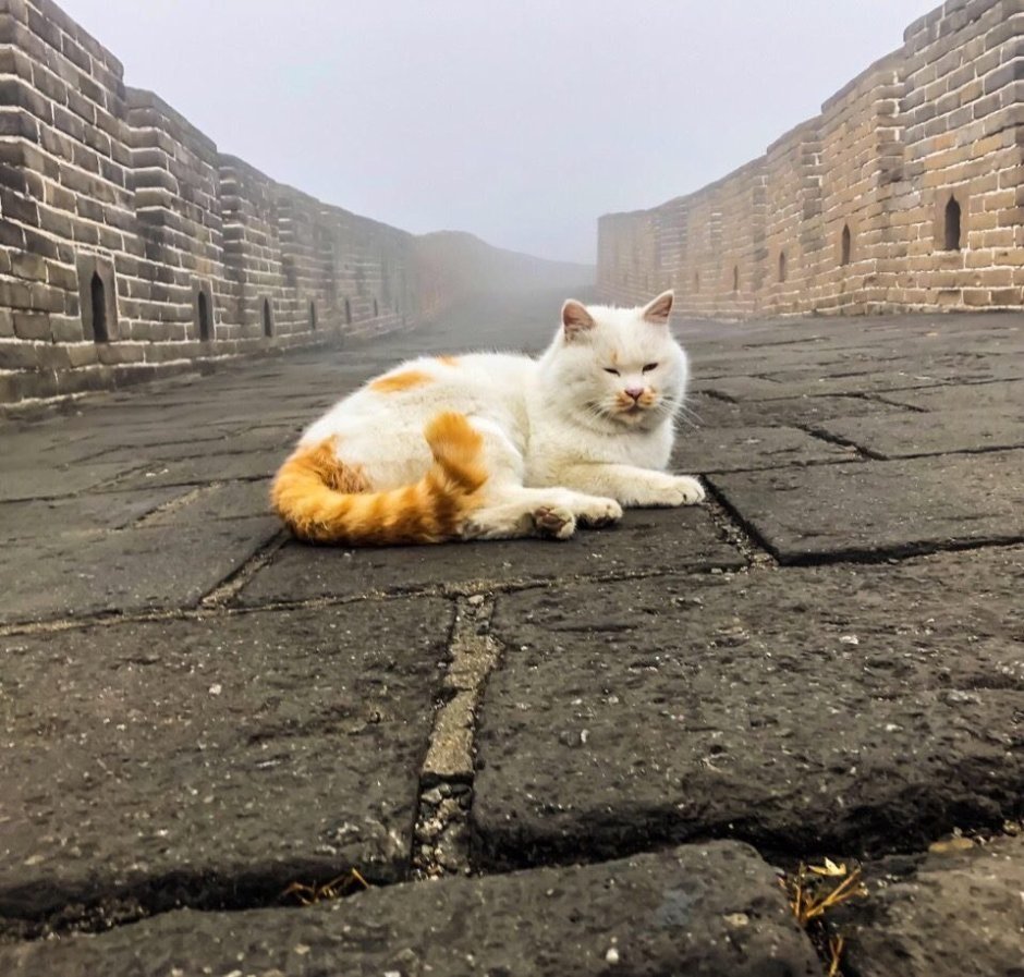 Кот в Китае