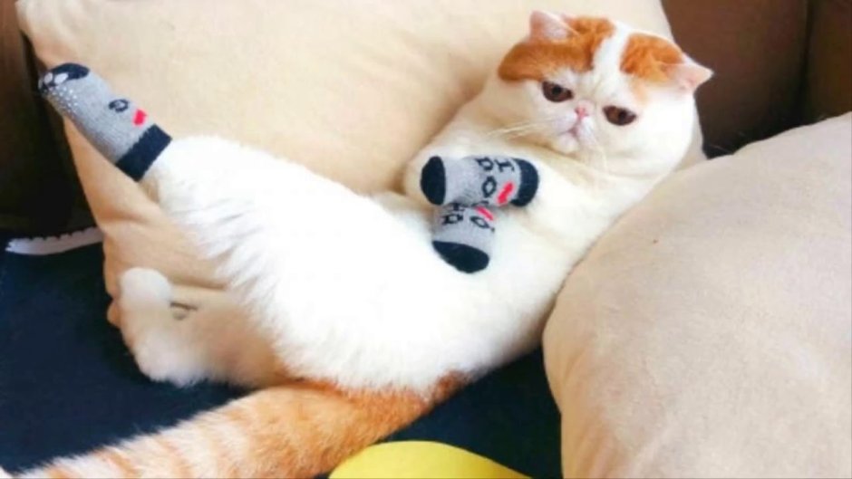 Коты в носках