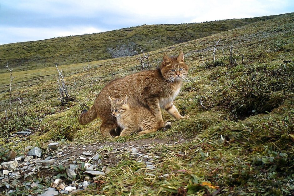 Китайская Гобийская кошка