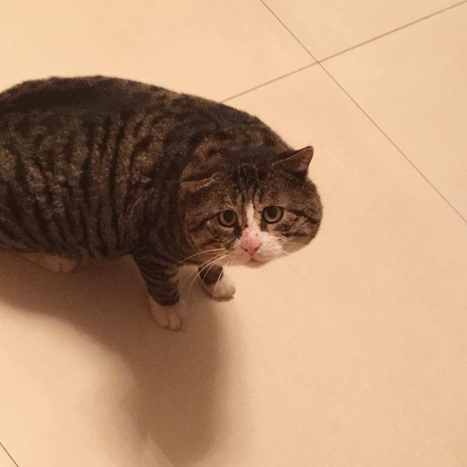 Китайский кот ай Фэй