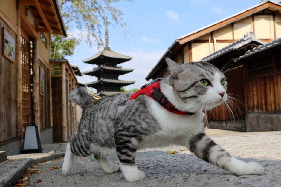 Коти Япония