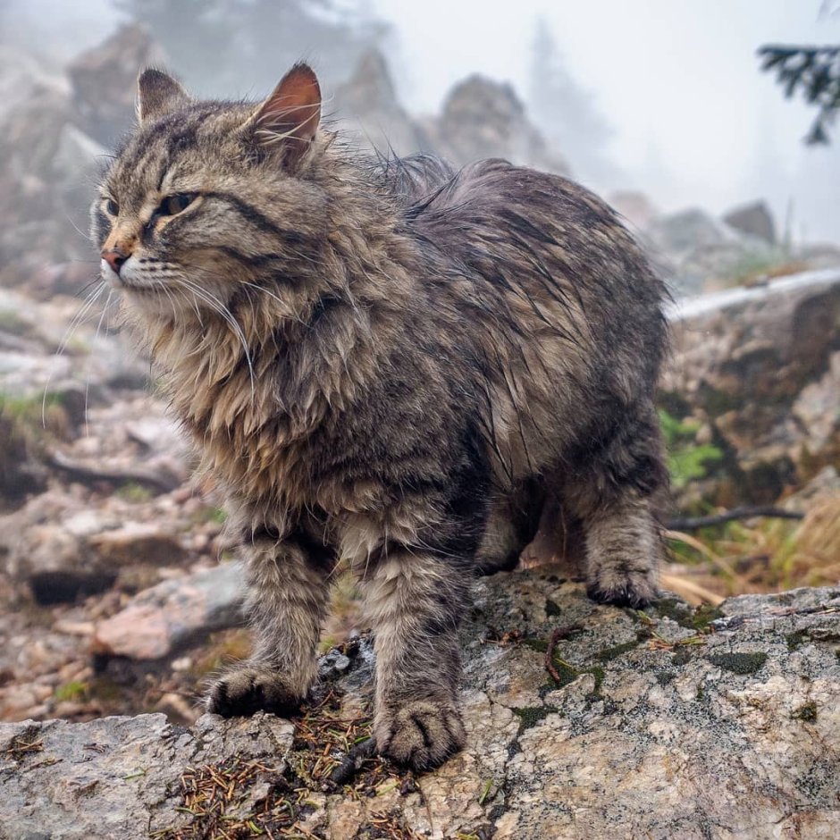 Кавказский камышовый кот