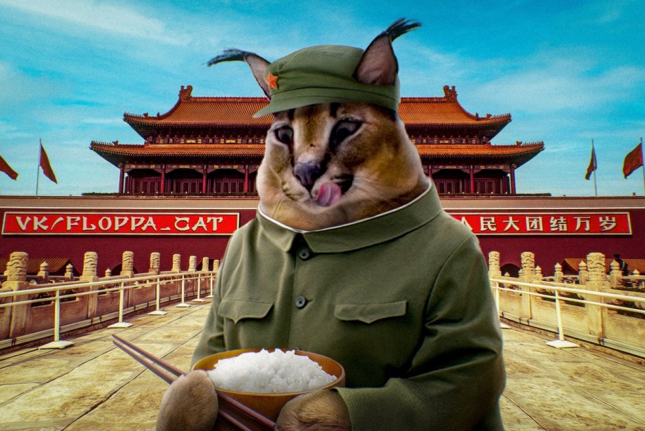 Кот КНР