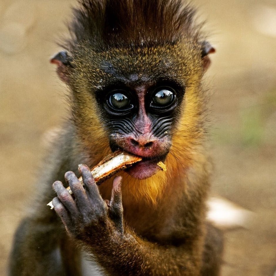 Blueface Monkey