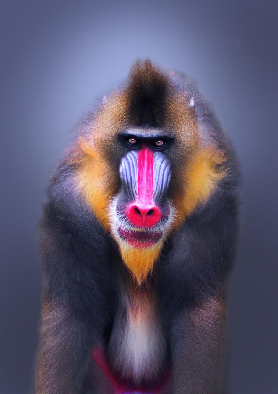 Funky Monkey картина