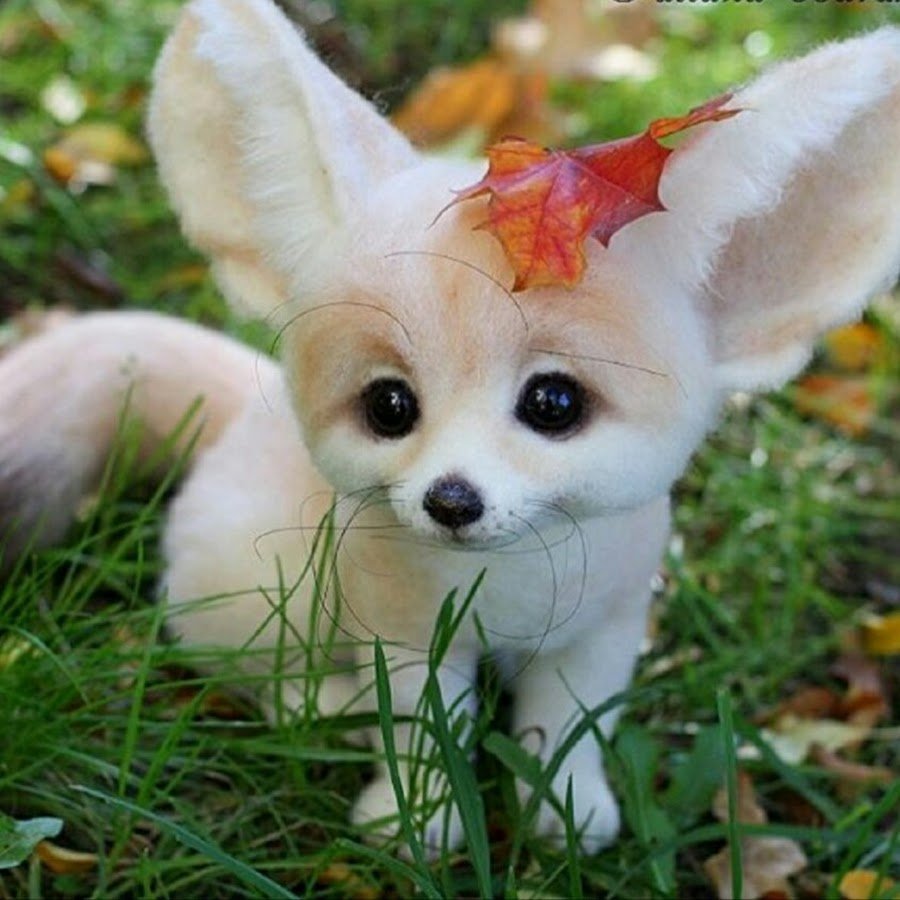 Вельш корги терьер