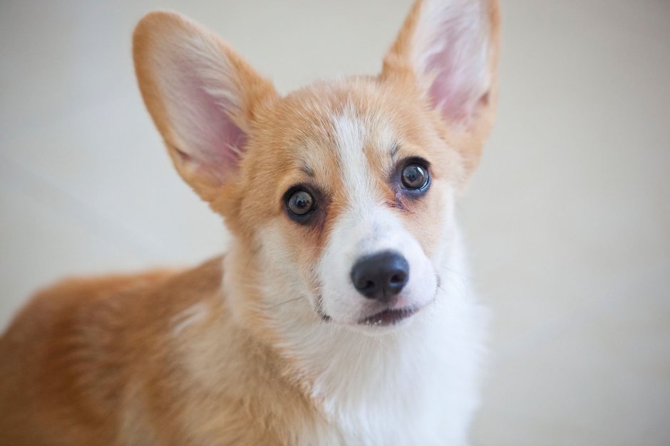 Русский той терьер длинношерстный