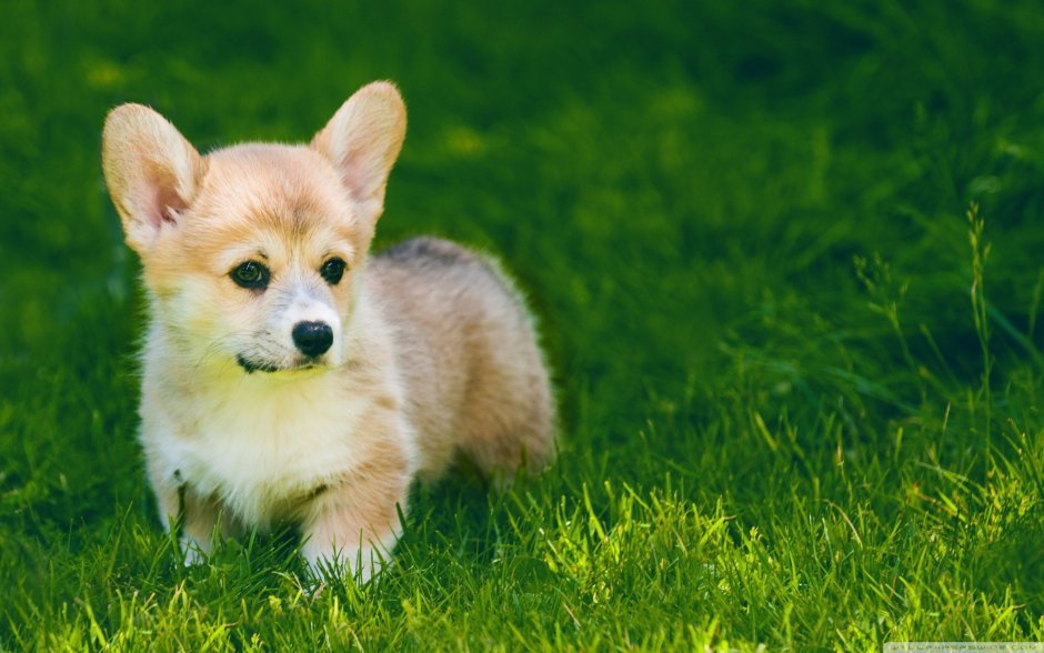 Маленькие собаки с большими ушами