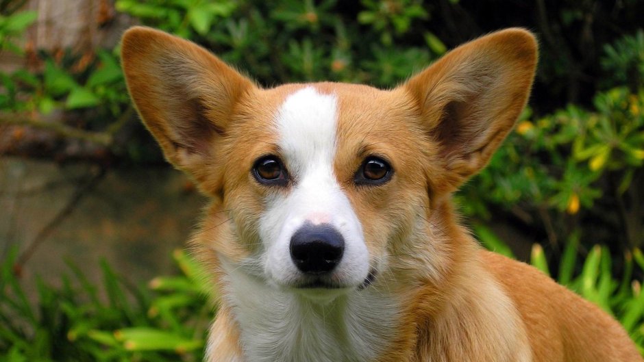 Французский бульдог некупированный